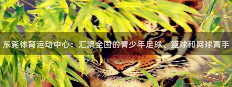 betway西汉姆联：东莞体育运动中心：汇聚全国的青少年足球、篮球和网球高手